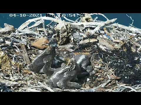 Port_Lincoln Osprey | Siblings rivalry | Big brother attack when parents not in the nest |04.10.2021