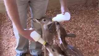 World Record White Tail Deer "Big Rig" Doe Fawns at Buckhaven Breeders