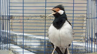 Download lagu Pancingan Jalak Suren Gacor Mompa Full Variasi - Masteran Suara Burung Jalak Gacor Full Isian Mewah mp3