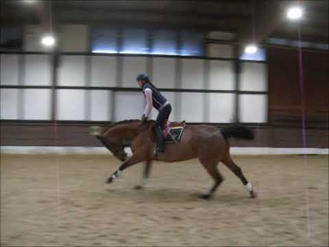 ZENDAYA 5j. v. Amitage - Zapateado (springen)  VB 12.000,- Euro