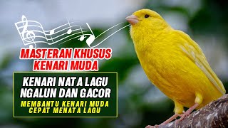 Download lagu MASTERAN KHUSUS KENARI MUDA, AMPUH MEMBANTU KENARI ANAKAN GACOR MENATA LAGU mp3