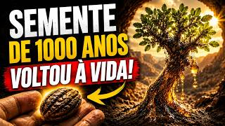 A SEMENTE MILENAR QUE VOLTOU À VIDA E PODE ESCONDER UM SEGREDO DA BÍBLIA