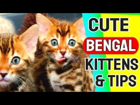 Bengal Cat | Bengal Kittens | Bengal | Do Bengal kittens shed?