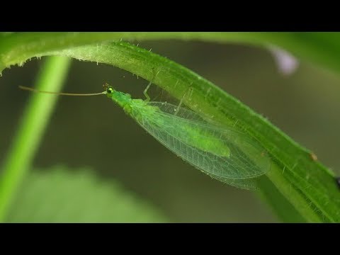 Nützlinge: Florfliegen gegen Blattläuse | MDR Garten