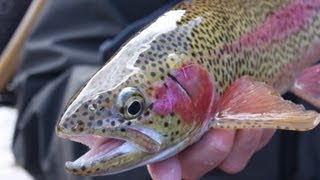 Sight Fishing Holding Rainbows- "Ale Egg's over easy"