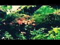 HD1080p Teeny Tiny Gnome - The Monkees - Doon Faerie Hill Little People Aberfoyle - Green M ii HD1080p Teeny Tiny Gnome - The Monkees - Doon Faerie Hill Little People Aberfoyle