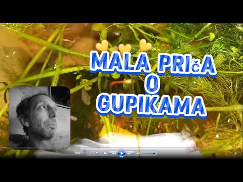 Guppy fish for Fresh water Aquarium