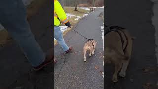 Video preview image #1 Mutt Puppy For Sale in Westwood, NJ, USA