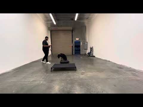 CactusK9Training video.