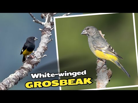 Glezg vrchovský (Mycerobas carnipes) — video o speve a chove