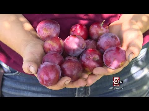 Community is key at Ward's Berry Farm