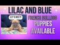 French Bulldog dogs for sale: Lilac Blue Male - Video 1