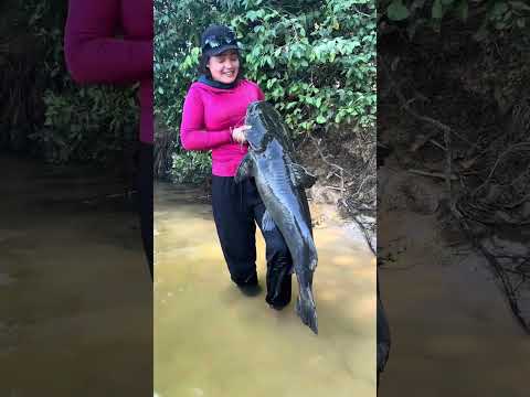 Pescadora fisga impressionante jaú no Rio Teles Pires, em Sinop, e registro chama atenção nas redes sociais