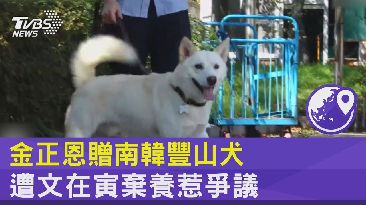 金正恩贈南韓豐山犬　遭文在寅棄養惹爭議