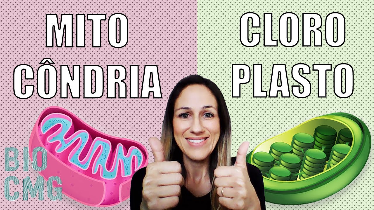 Mitocôndria e Cloroplasto - Respiração celular, fotossíntese e teoria da endossimbiose