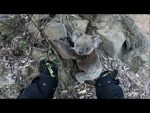 Koala braucht Hilfe