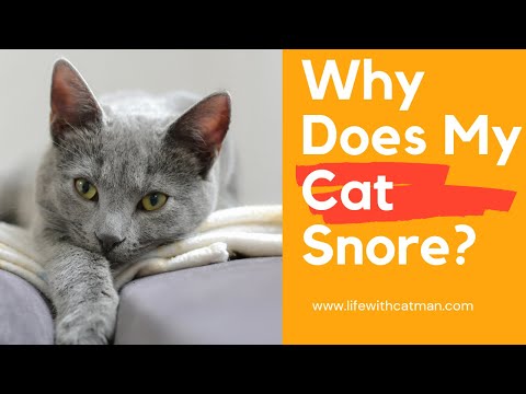 Why Does My Cat Snore?