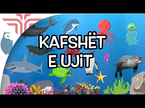 Kafshët e ujit
