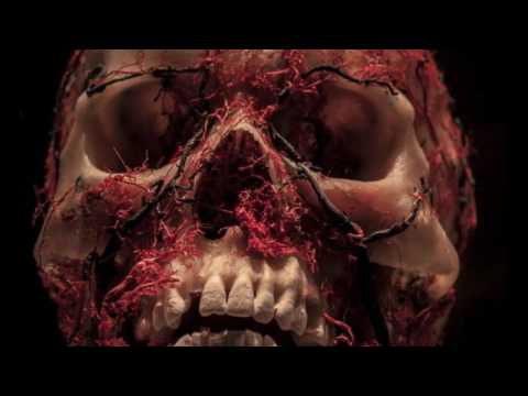 Sick Seckta - Desde las entrañas