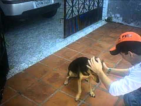 O CAÇULINHA COM SEU AUAU