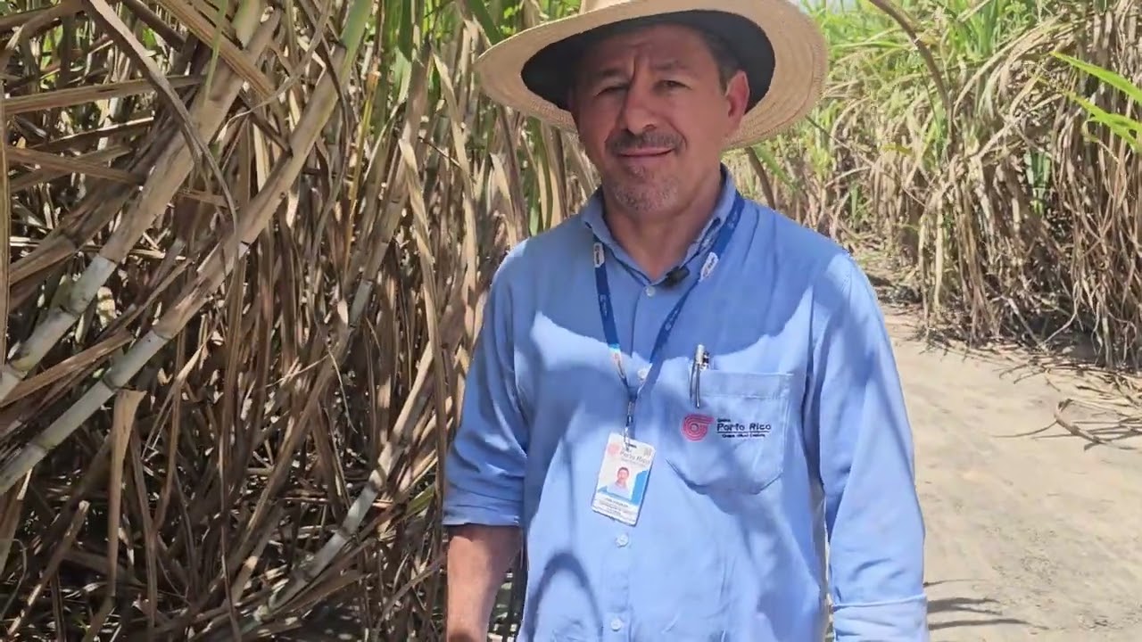 Manejo nutricional e controle de pragas impulsionam resultados da Usina Porto Rico