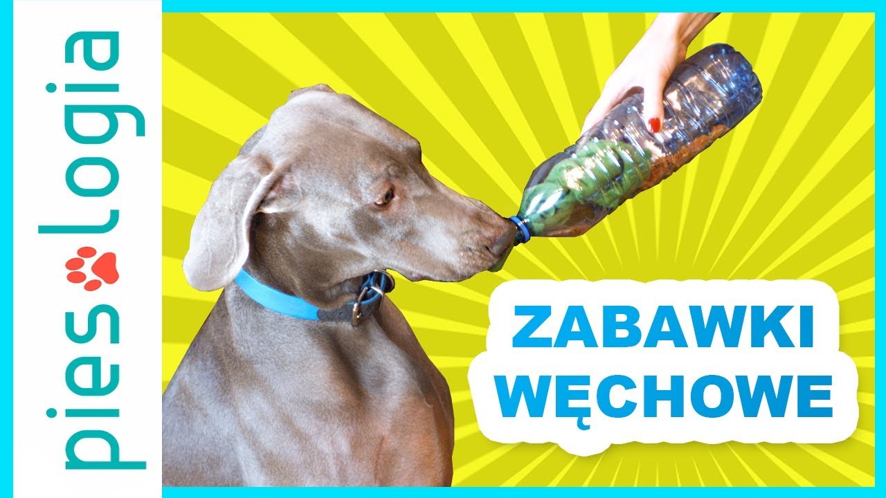 Trzy nowe zabawy węchowe dla psów i darmowy e-book Zabawy węchowe