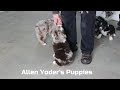 Australian Shepherd dogs for sale: Fluffy - Video 1