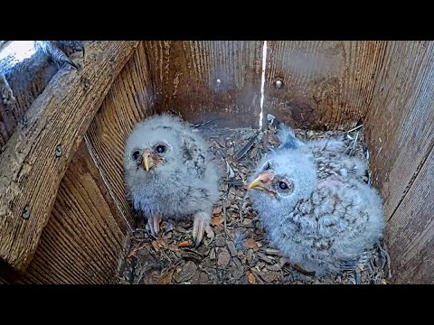 Downy Owlets Hang Out In Barred Owl Nest Box Together – April 24, 2025