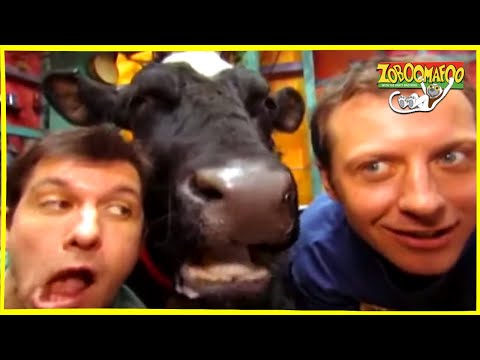 🐵 Zoboomafoo 🐂 with the Kratt brothers! BOVINE | Full Episode | Animal Show for Kids
