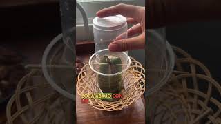 🌺 Revivive tus orquídeas con este truco! 🤩