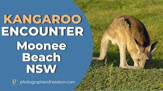 Photography Vlog - Kangaroo Encounter Moonee Beach Nature Reserve NSW