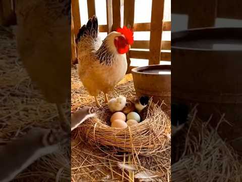 (AI generated) She Guarded the Eggs… Then This Happened を守っていた母鳥に起きた奇跡