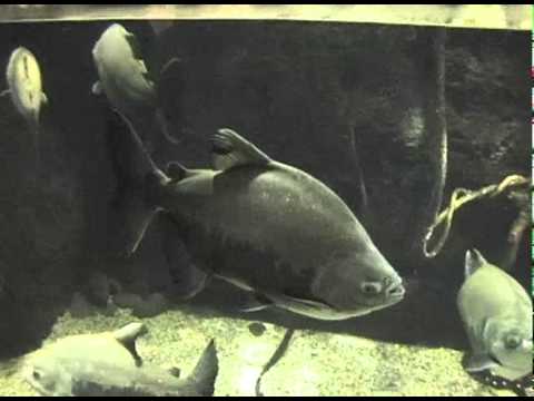 2005.02.07 關西北陸自助旅行 大阪水族館 海遊館