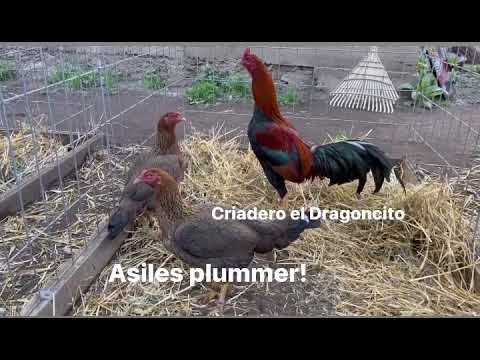 Asiles Bill Plummer, Criadero el Dragoncito, temporada 2023