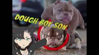 wordington dog breeding