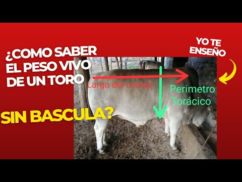 , title : 'Cómo calcular peso vivo aproximado de un bovino  SIN BASCULA'