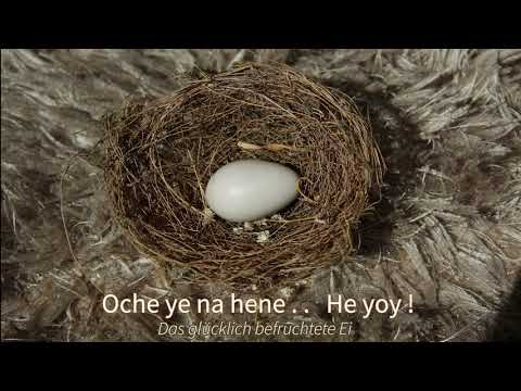24. Wochenlied - Oche ye na hene - Chant "glücklich befruchtetes Ei" - zum Mitsingen (W16/2021)