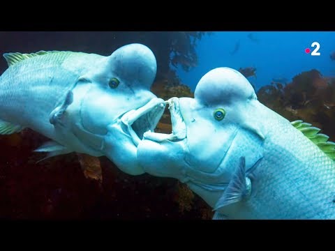Ces poissons changent de sexe en vieillissant !