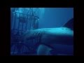 GREAT WHITE SHARK preview.mov