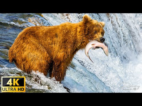 America's Wildlife: Untouched Wilderness in America's National Parks