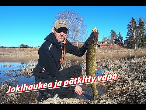 Jokihaukea ja pätkitty vapa