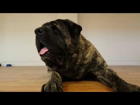 English Mastiff Review