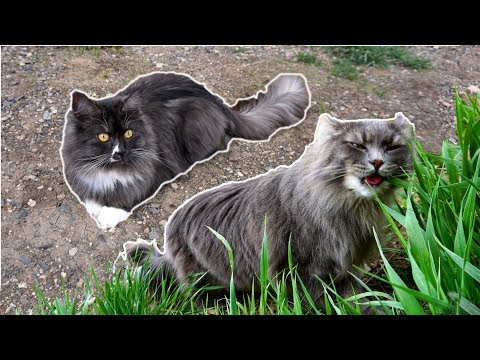 What's so COOL About Siberian Forest Cats?