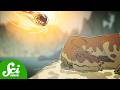 The Day the Dinosaurs Died