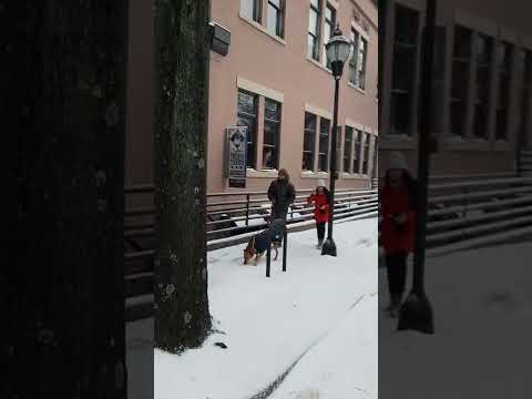 Snow Day, Greenville SC,  January 16, 2022