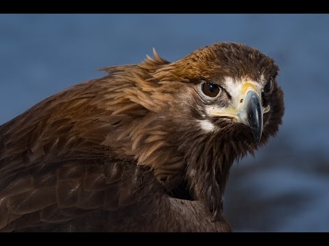 D500 vs D5 - How does the little brother REALLY compare?