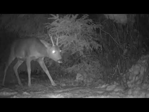 Deer on a snowy night | Trail camera | Wild life