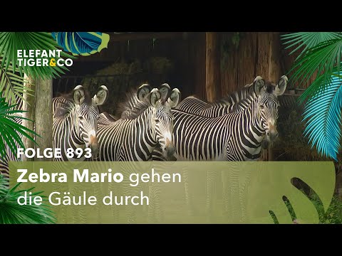 Die wilde Hilde (Folge 893) | Elefant, Tiger & Co. | MDR