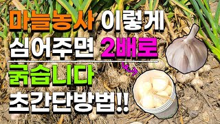 종이컵보다 더 크고 굵은 마늘 이렇게 심어주었더 2배로 굵었습니다. 마늘농사 마늘재배 홍산마늘 대서마늘