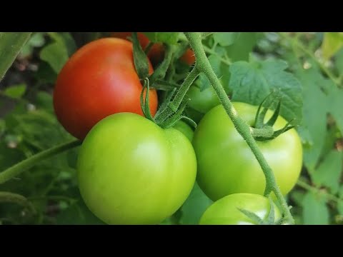 , title : 'Pěstování rajčat - speciál'